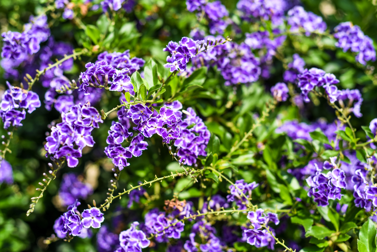 Small purple and white skyflower blooms on bright green branches.