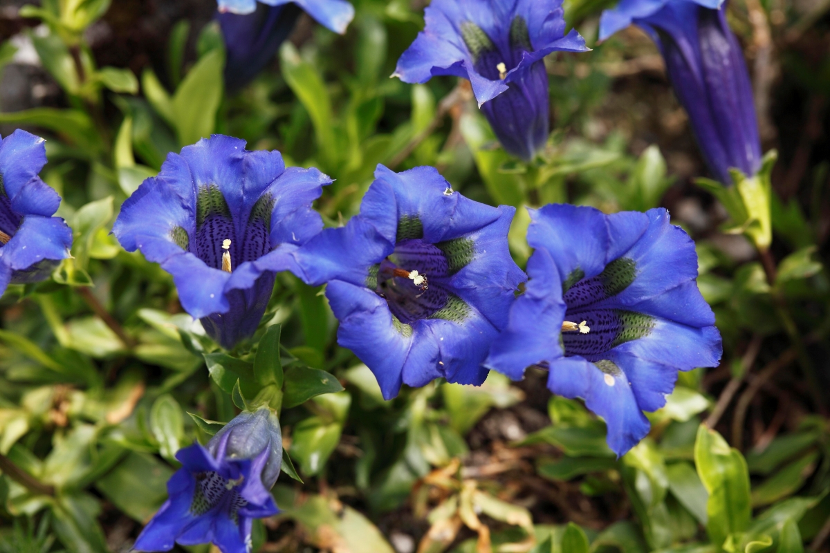 Multiple blue flowers growing in the garden.