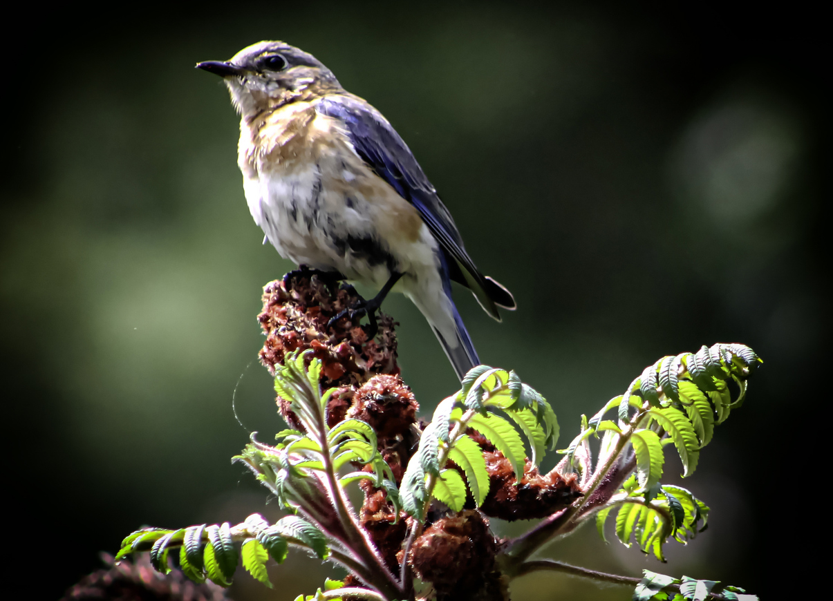 how to attract bluebirds