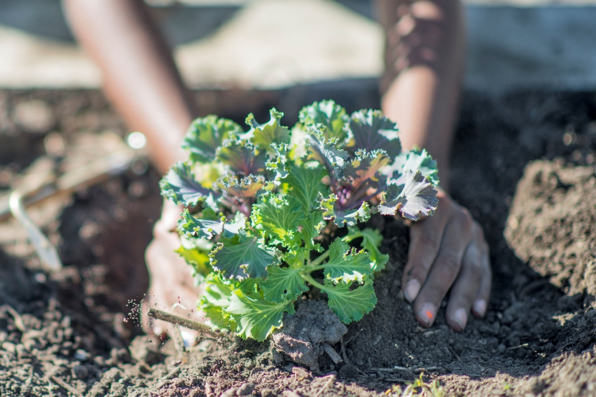 Deux mains pour planter du chou frisé