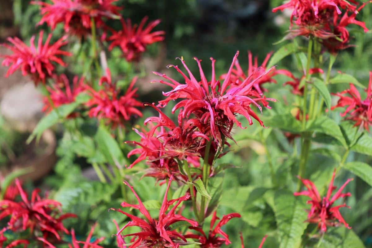 Plante à fleurs rouges.