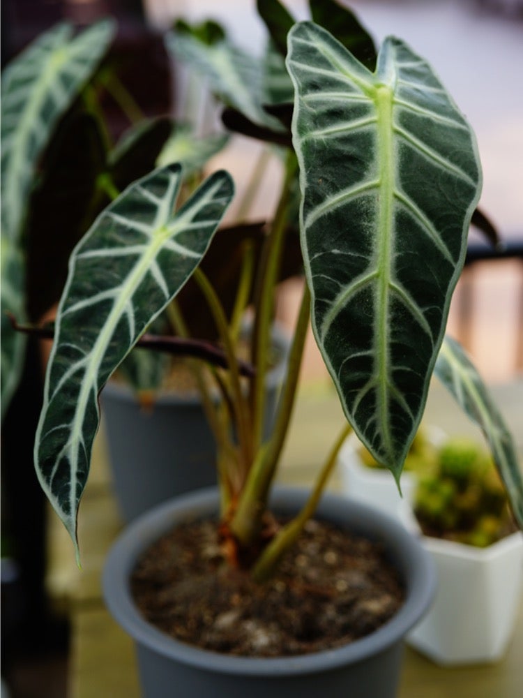 10 Plants You Can Winter Indoors