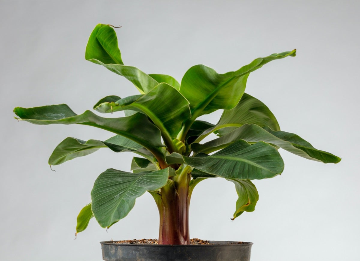 10 Plants You Can Winter Indoors