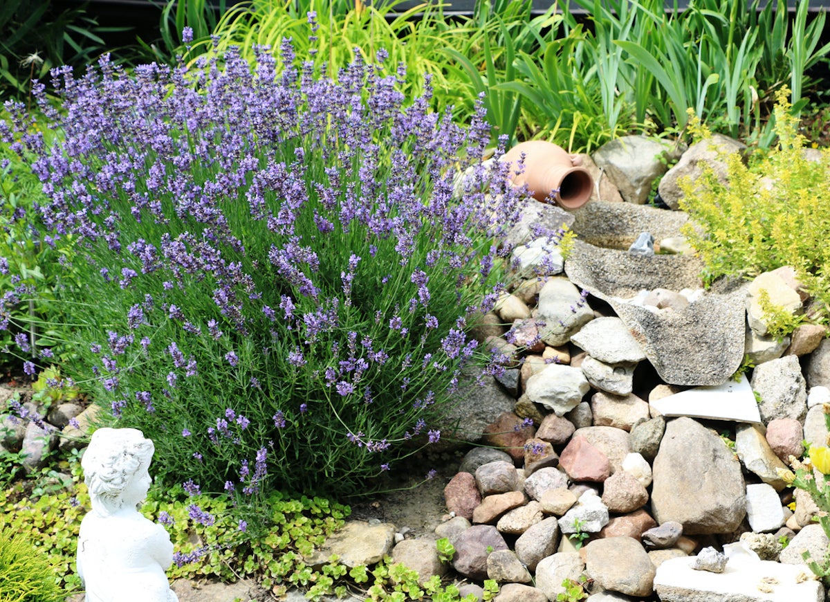 The 15 Best Plants for Rock Gardens