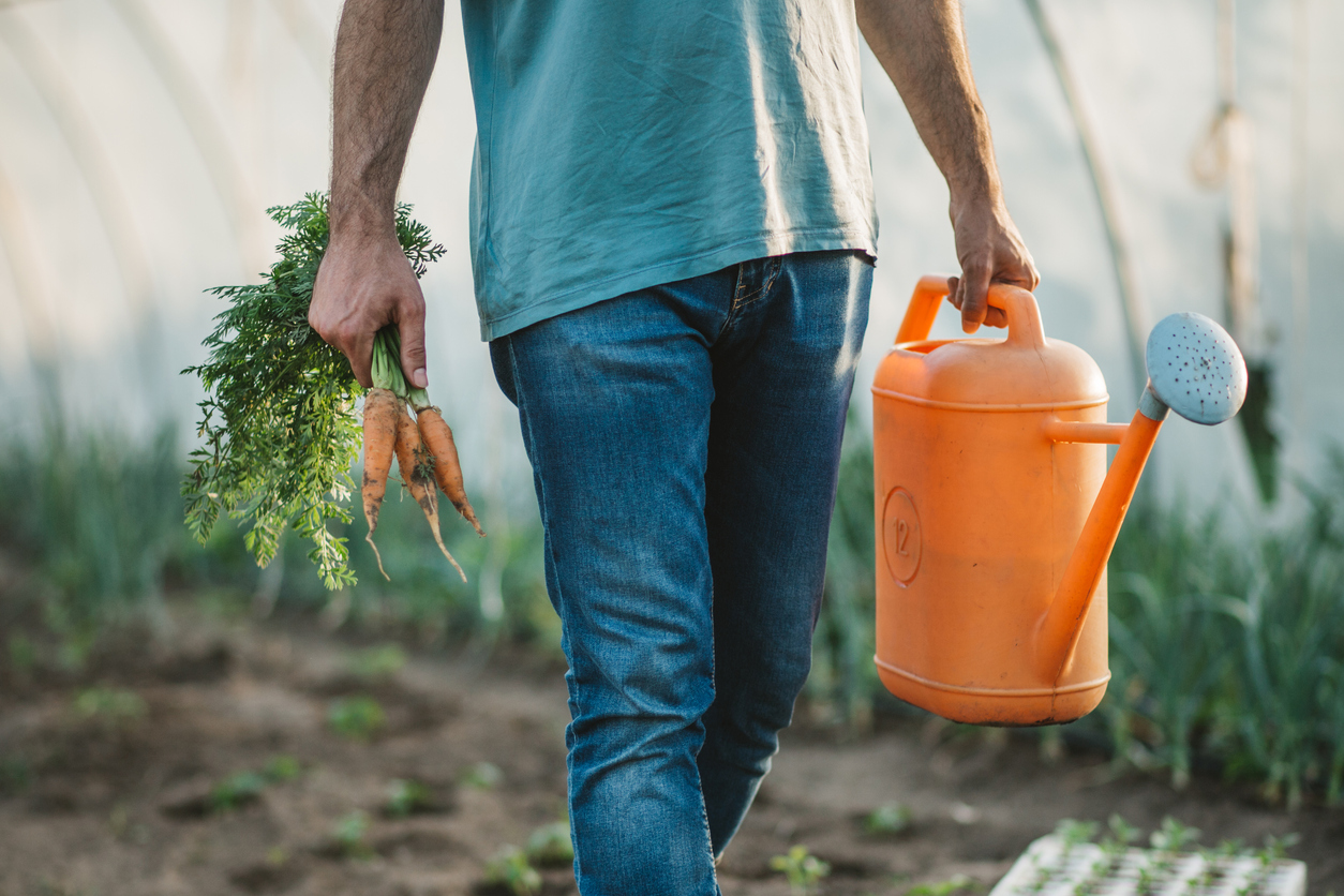 how to grow carrots