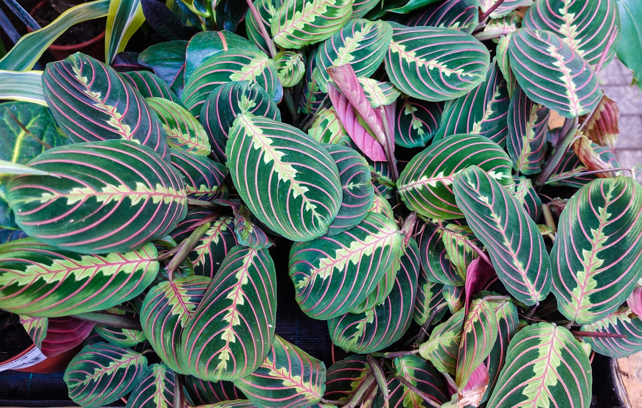 prayer plant care