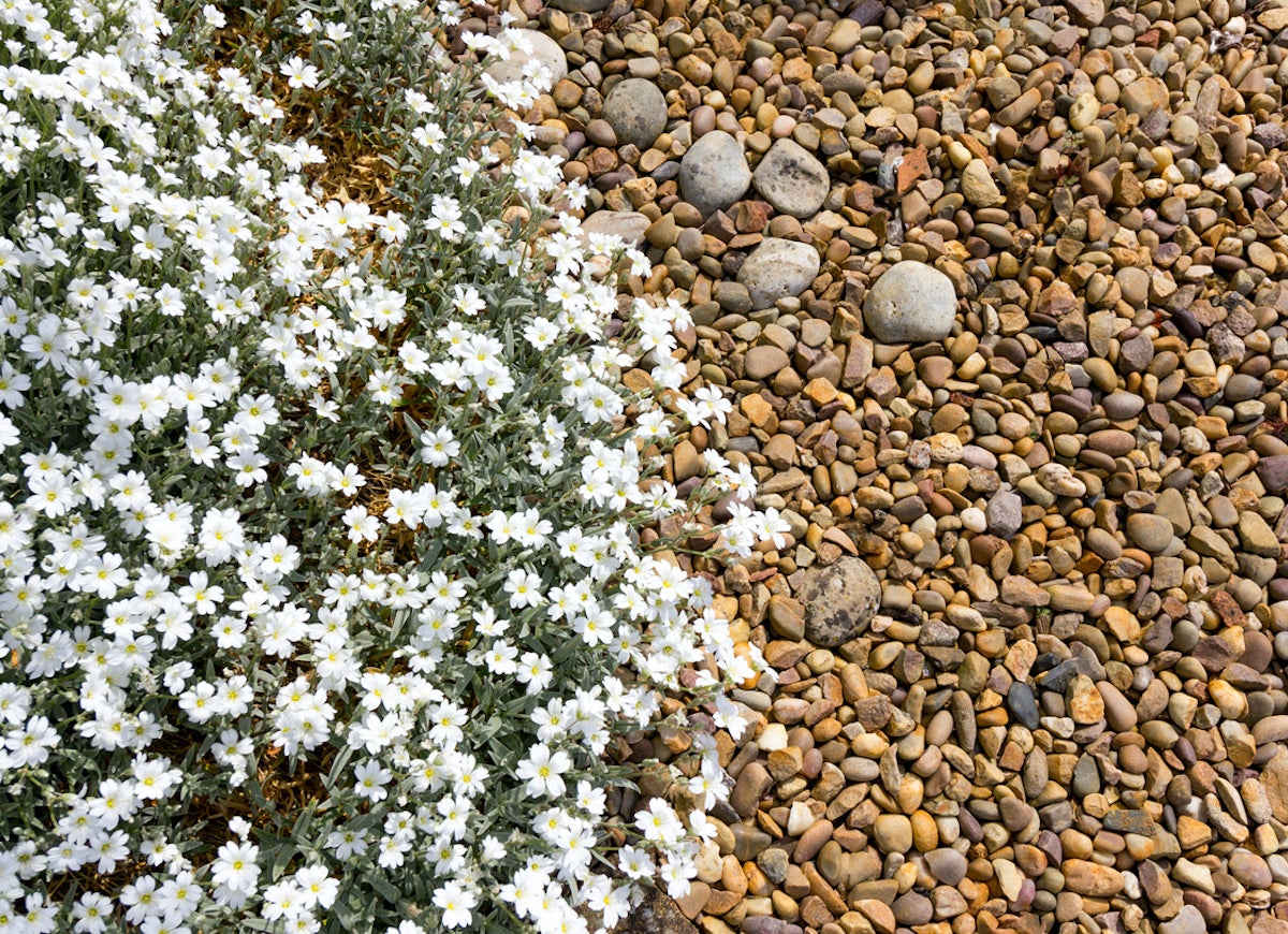 The 15 Best Plants for Rock Gardens