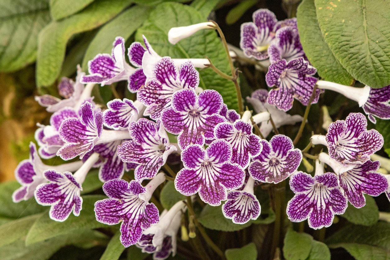 Purple and white cape primrose flowers.