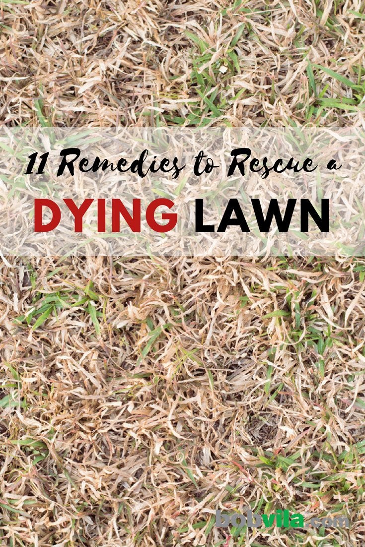 10 Remedies to Rescue a Dying Lawn