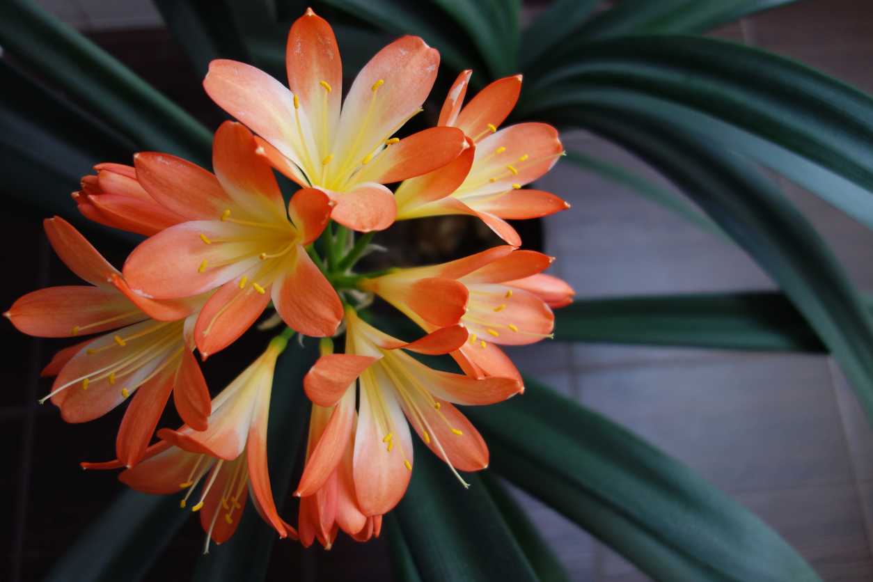 Yellow and orange clivia flowers.