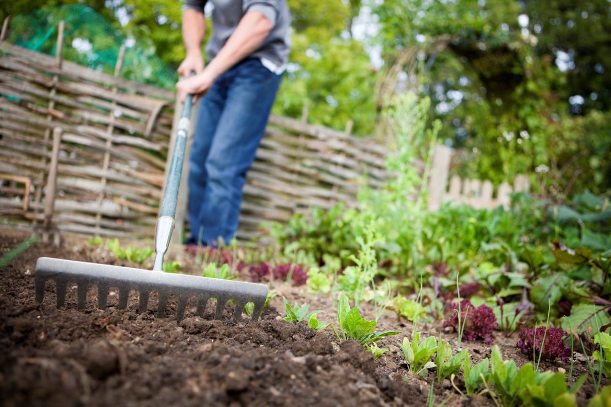 Person raking garden