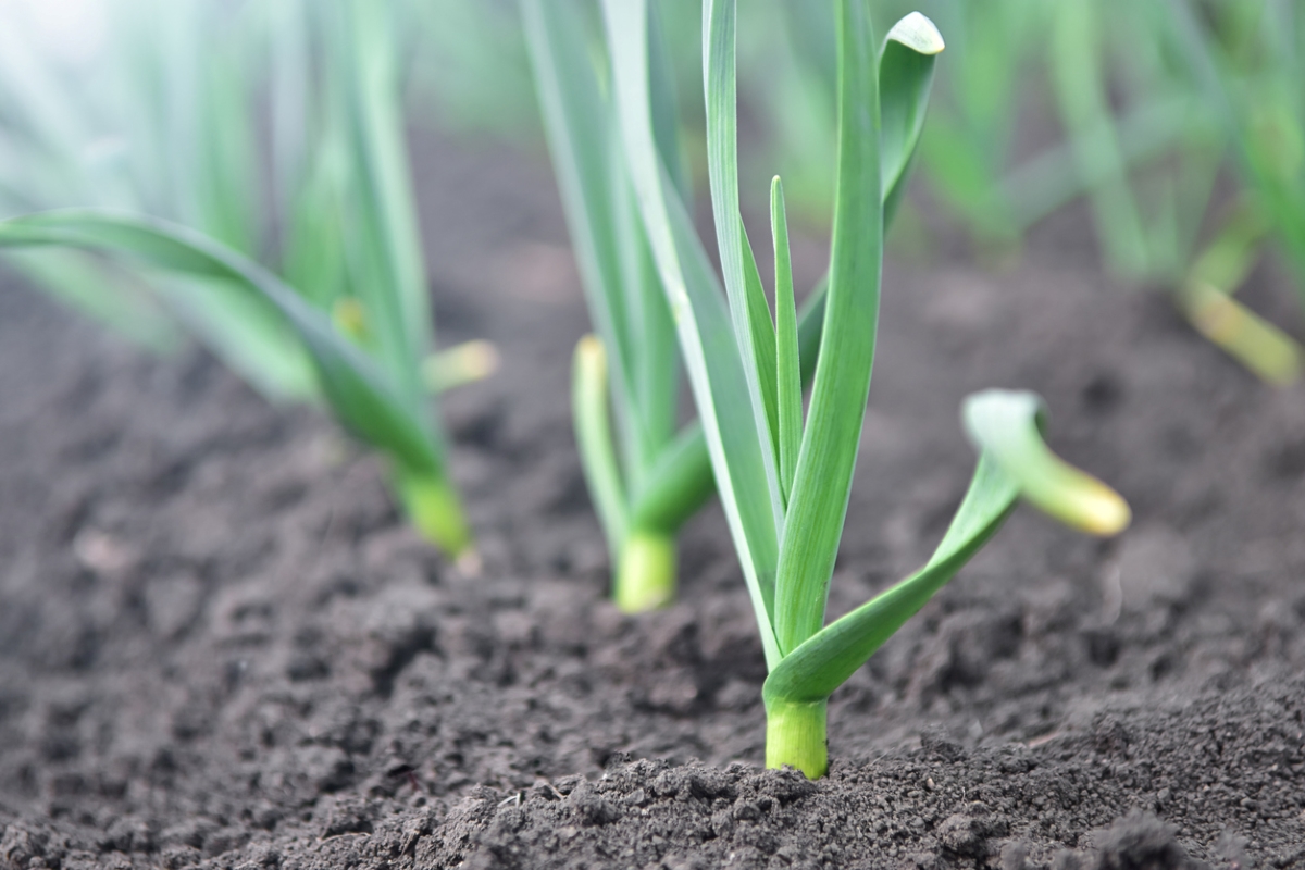 Jeunes plants d'ail dans le jardin.