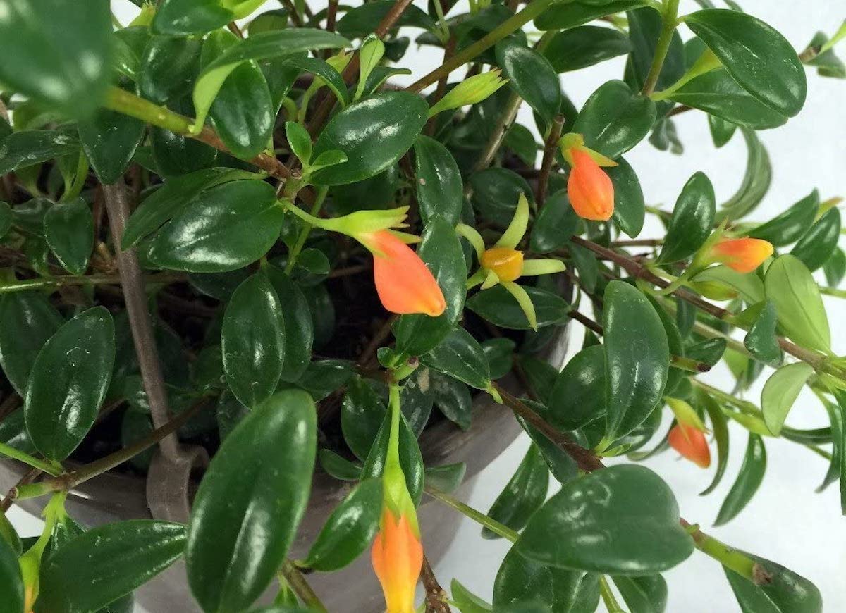 11 Head-Turning Houseplants You Won’t Believe Are Real