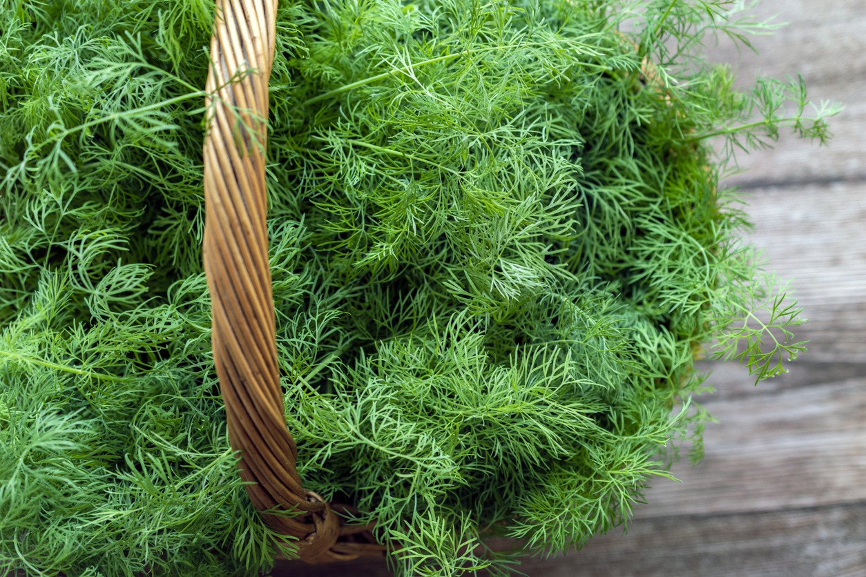 best herbs to grow indoors