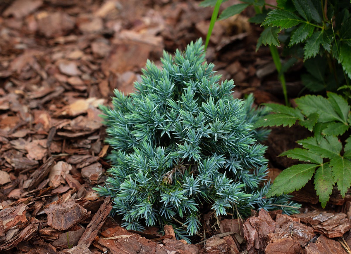 9 Reasons You Should Mulch Your Garden Every Fall