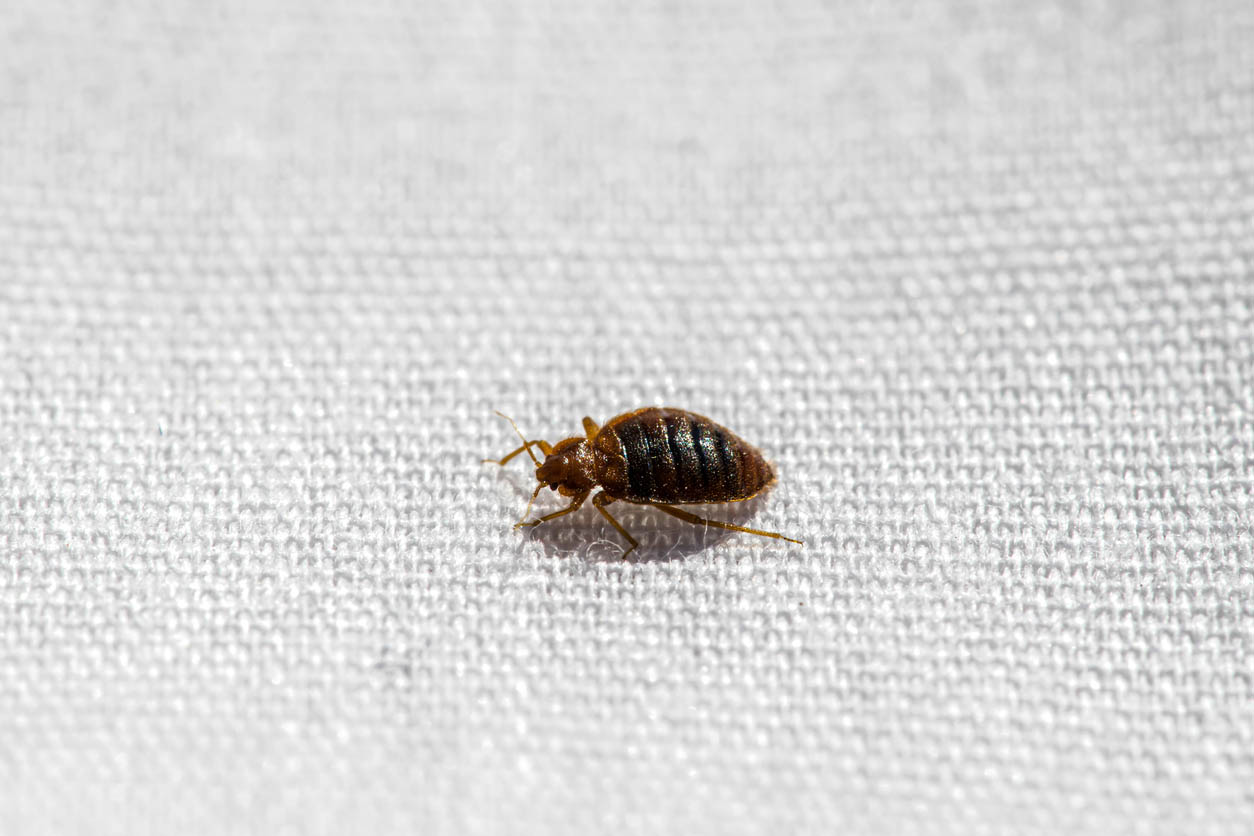 What Attracts Bed Bugs