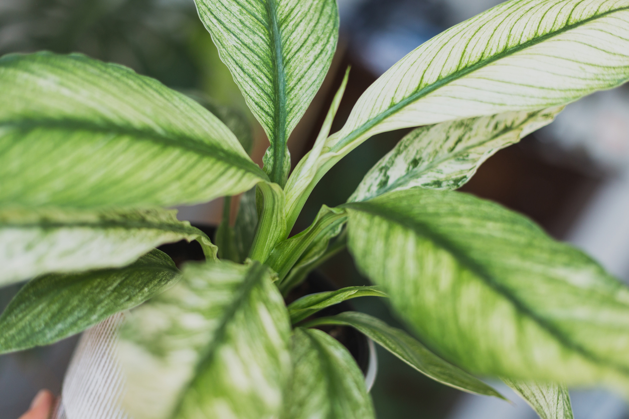 Spathiphyllum Sensation Variegata, Variegated Peace Lily Houseplant. Shallow depth of field showing new leaf