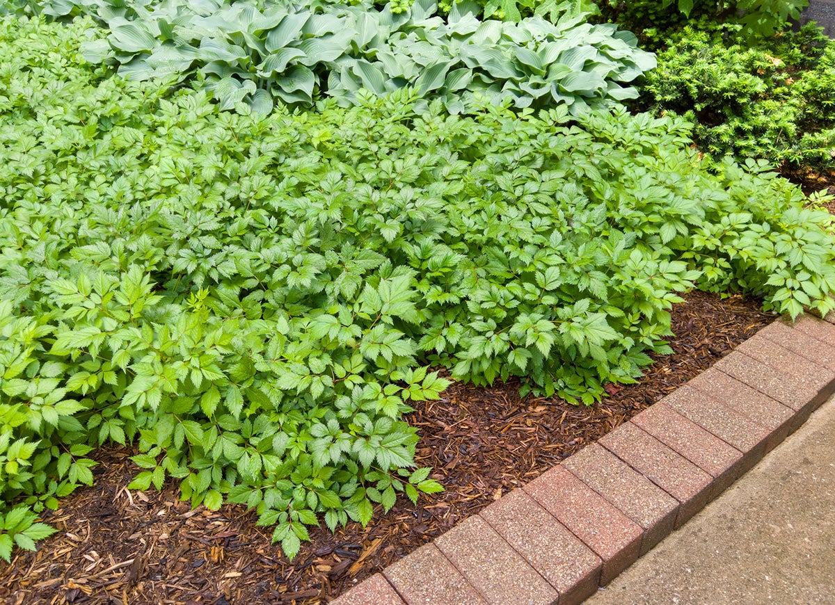 9 Reasons You Should Mulch Your Garden Every Fall