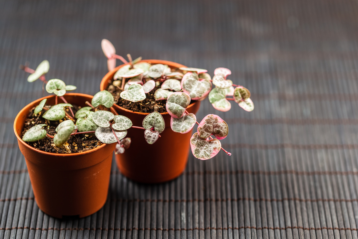 Pink and green String of Hearts plants in two terra cotta planters.