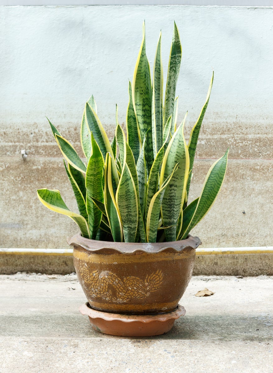 15 Dish Garden Plants for Unique Arrangements