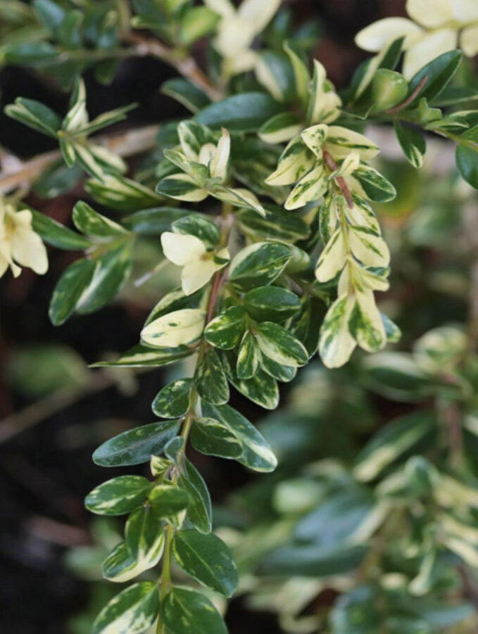 Golden Weeping Boxwood