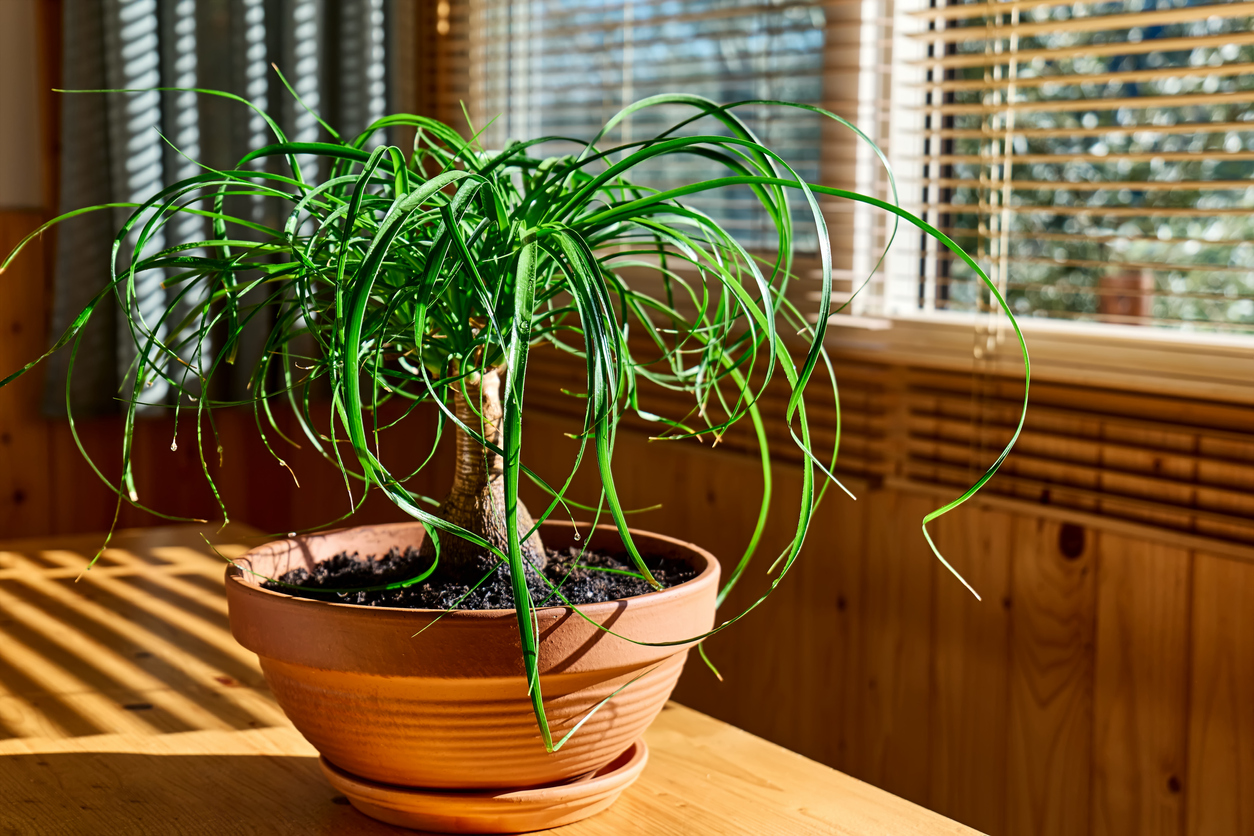 Beaucarnea houseplants near the window. Moisturize leaves of tropical plants during the heating season at home. Greenery at home. Eco-friendly life. Taking care of plants, hobby.