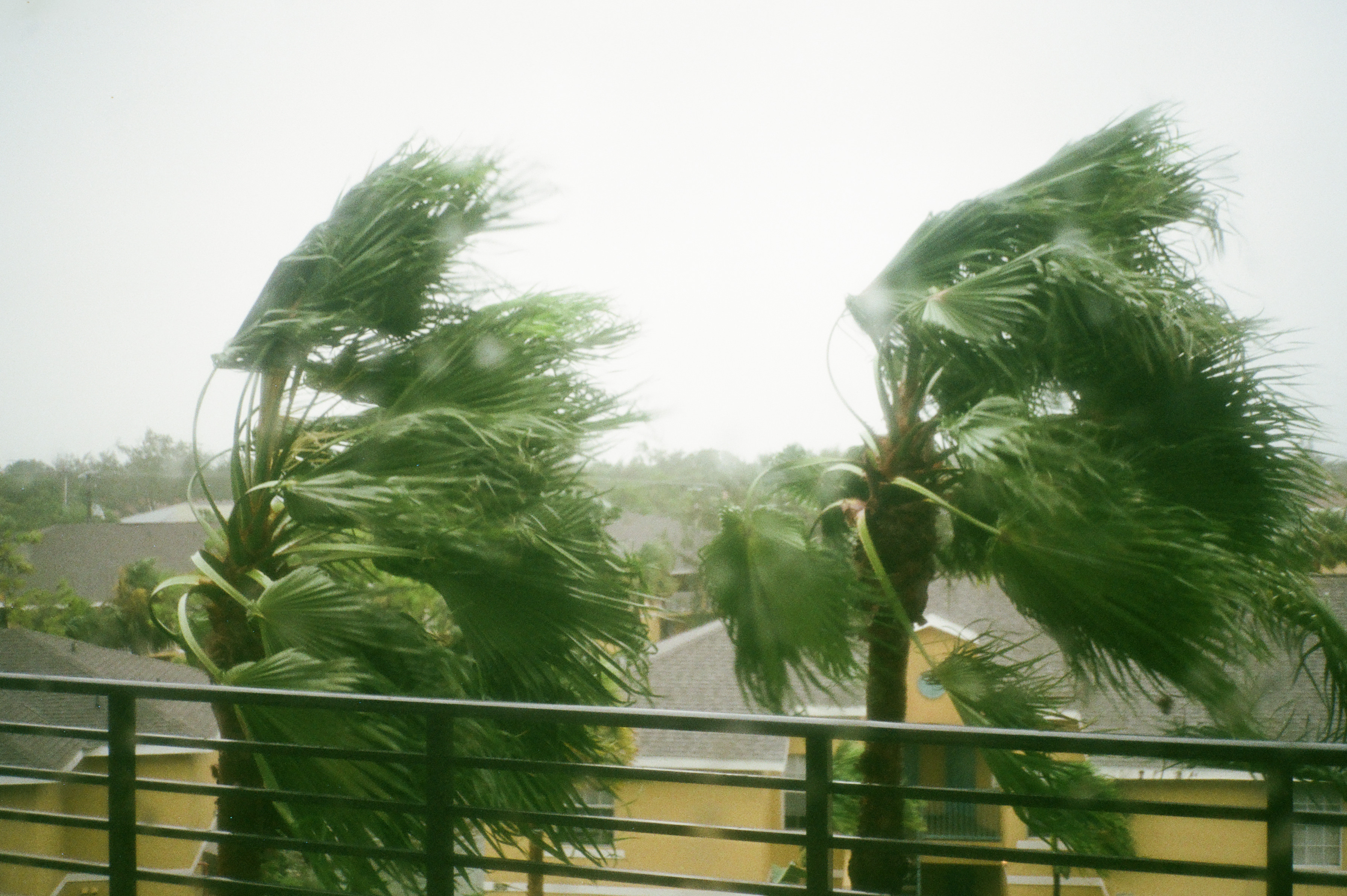 Green palm trees blowing in very strong hurricane winds.