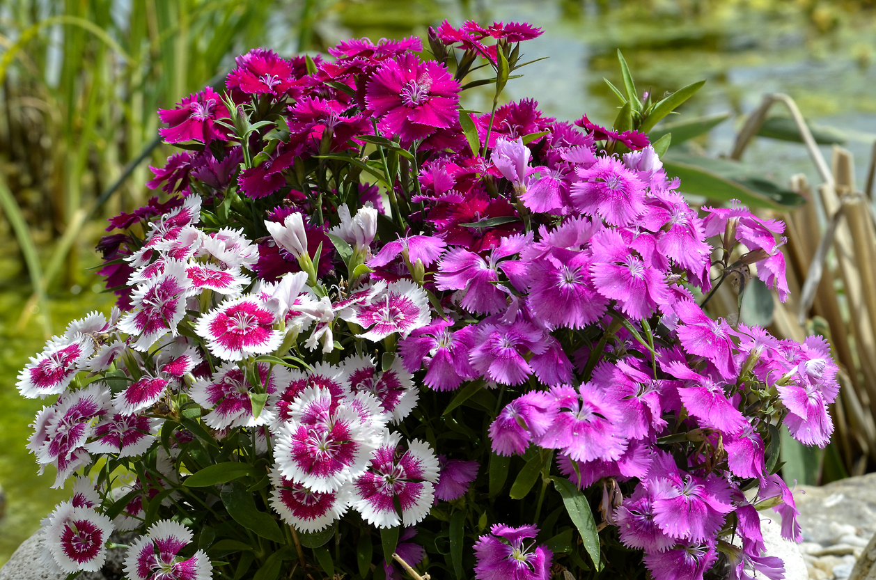 iStock-1320043452 annual flowers dianthus.jpg