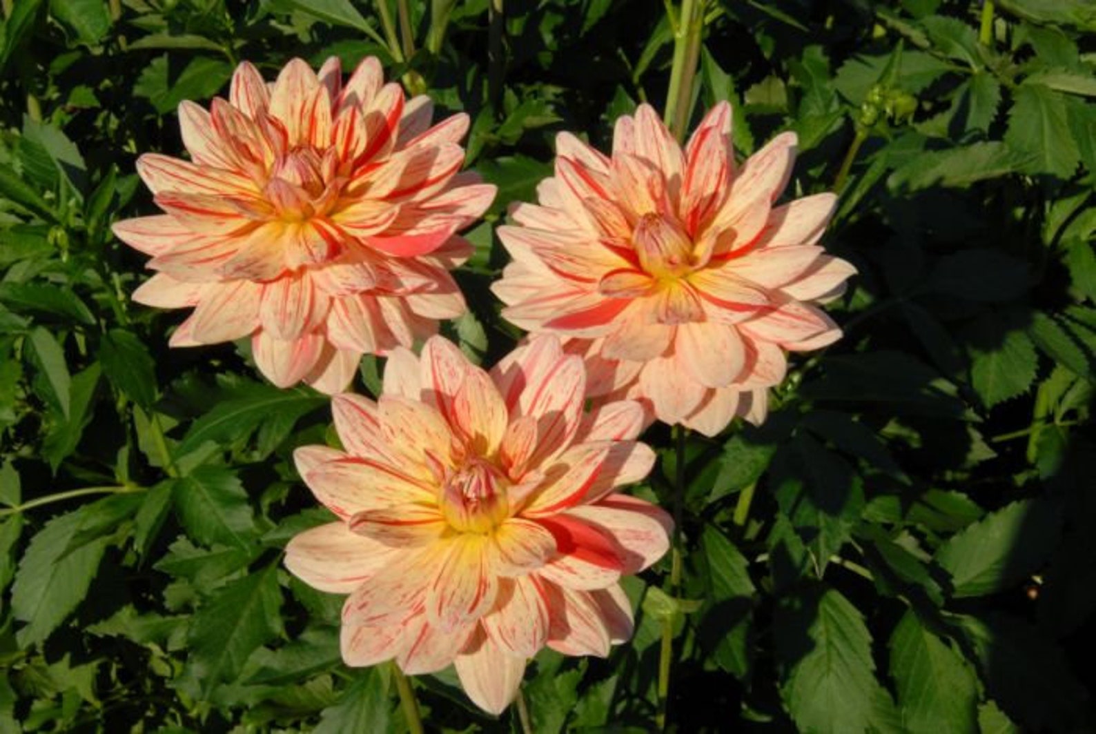 dahlia care