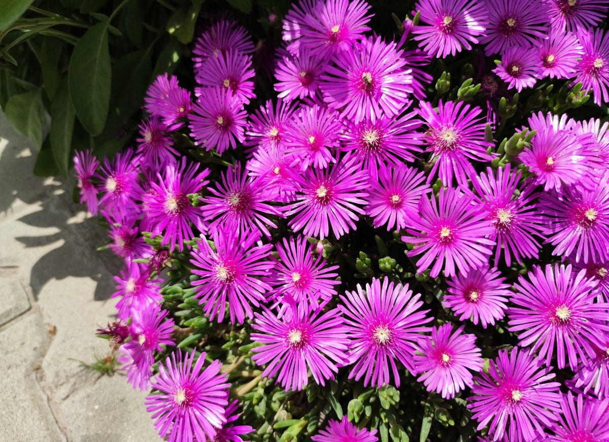 The 15 Best Plants for Rock Gardens