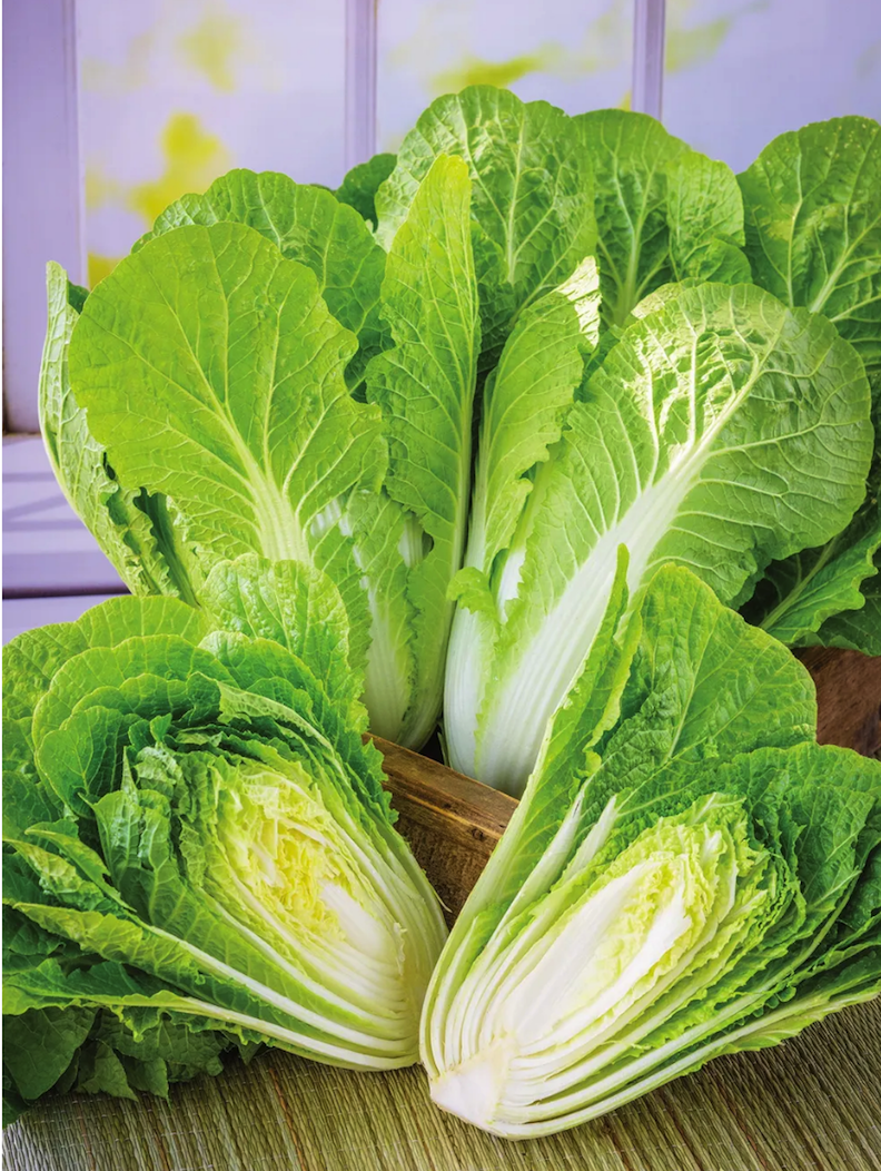 product shot of bright green barrel headed napa cabbage heads grouped together on display