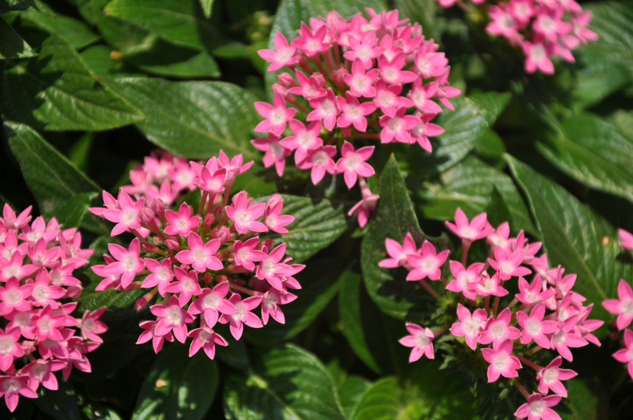 iStock-173871951 annual flowers pentas.jpg