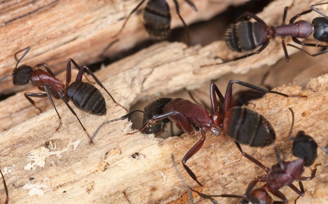 insectes qui ressemblent à des termites