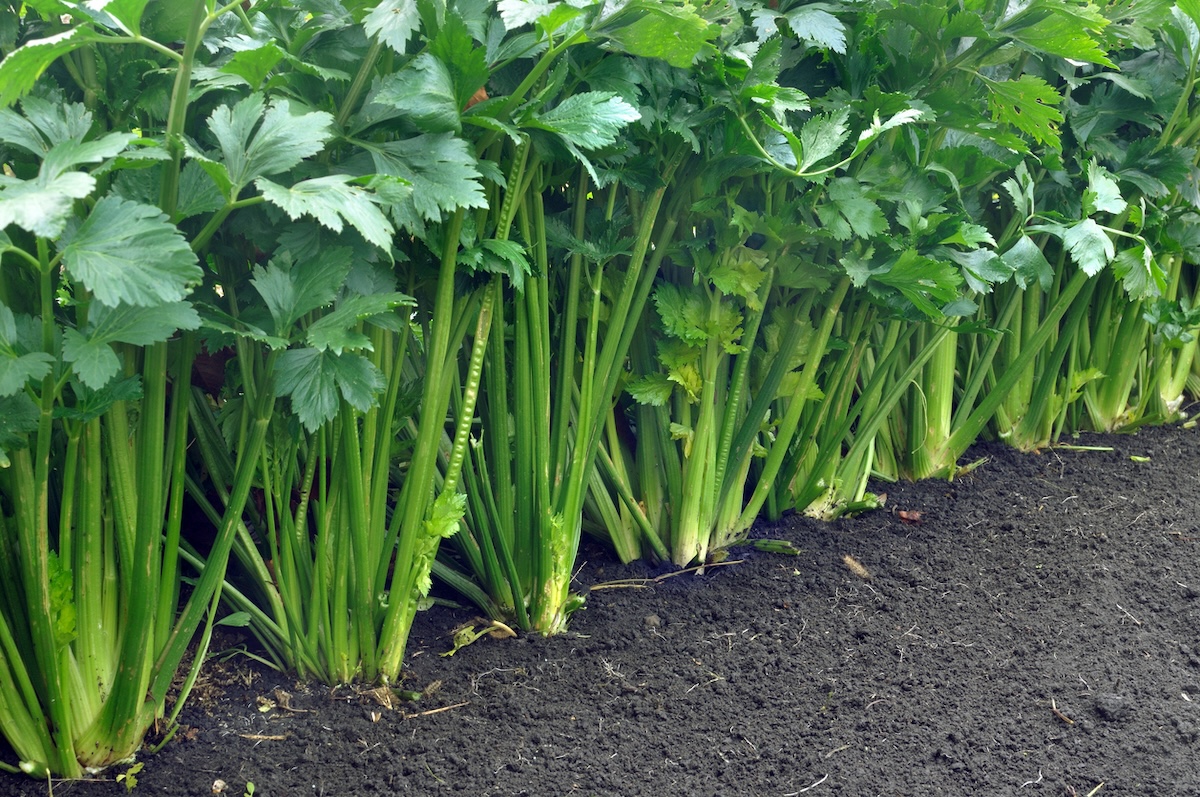 Céleri frais dans le jardin.