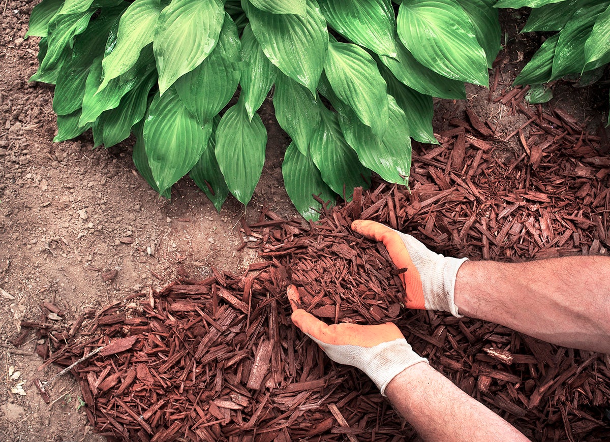 9 Reasons You Should Mulch Your Garden Every Fall