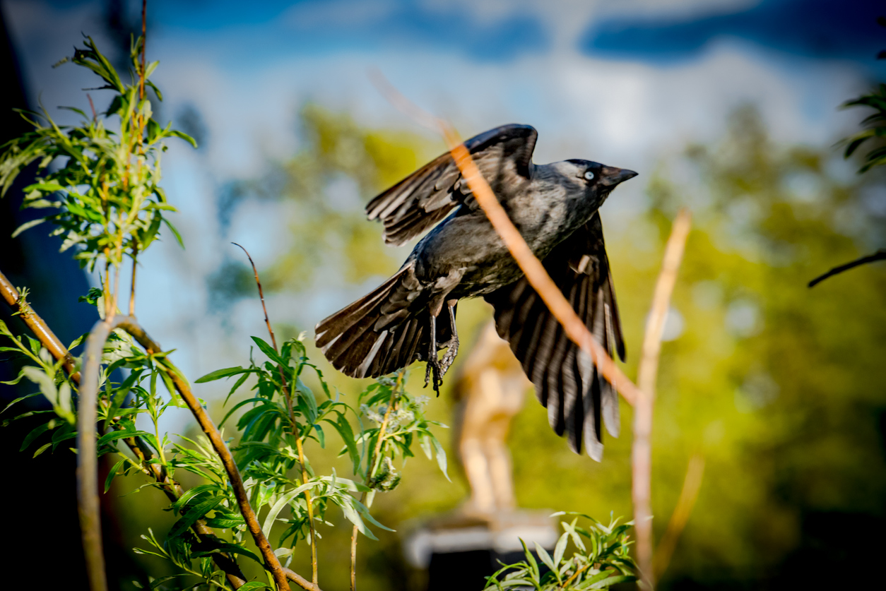 The crow is taking off.