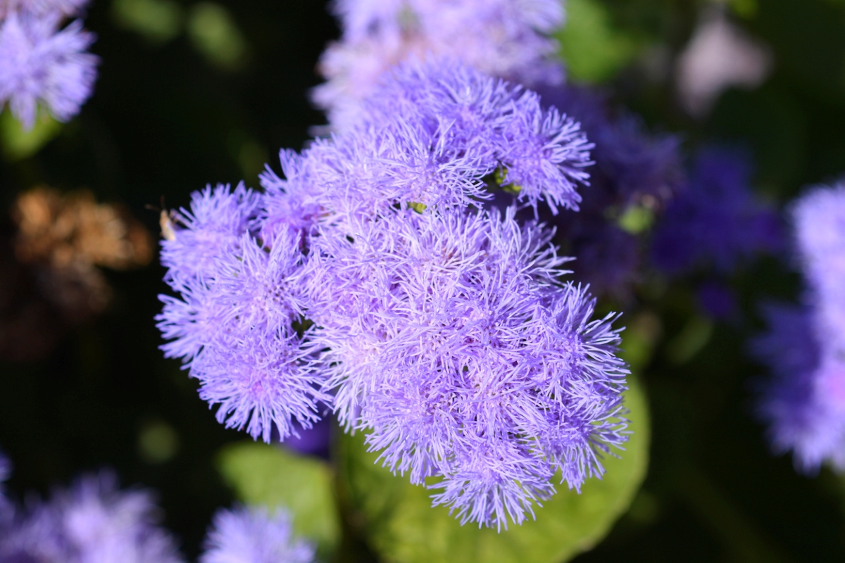 Fleur de soie violette.