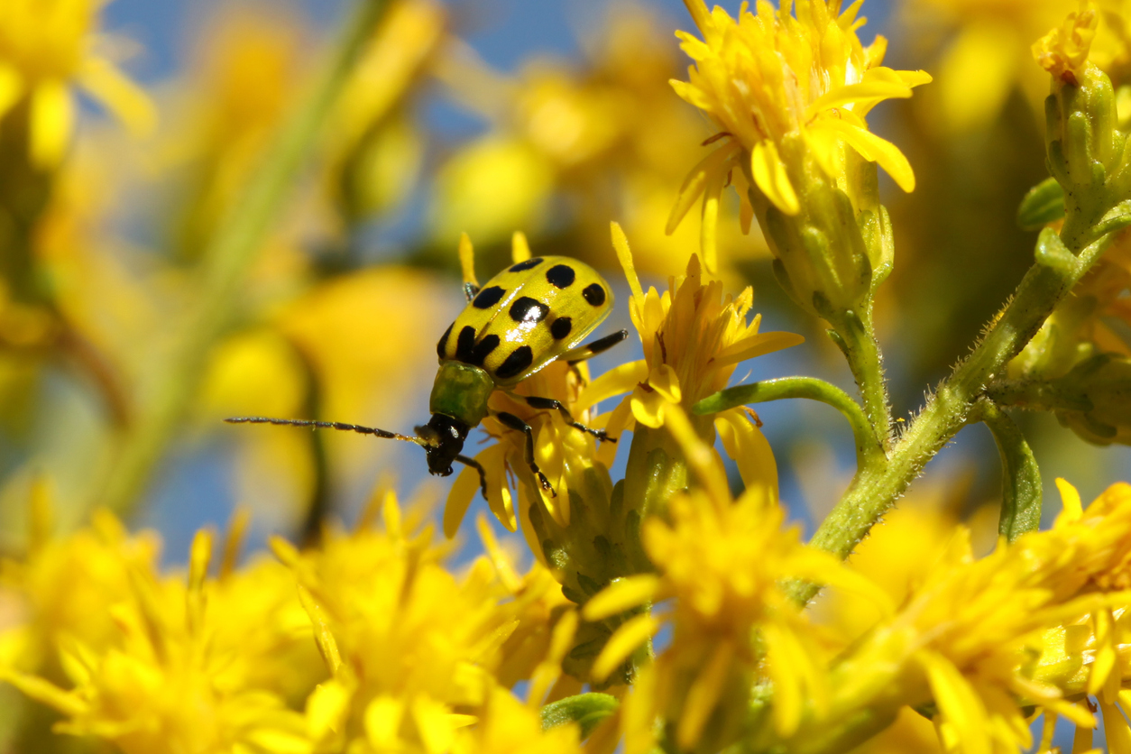 how to get rid of cucumber beetles