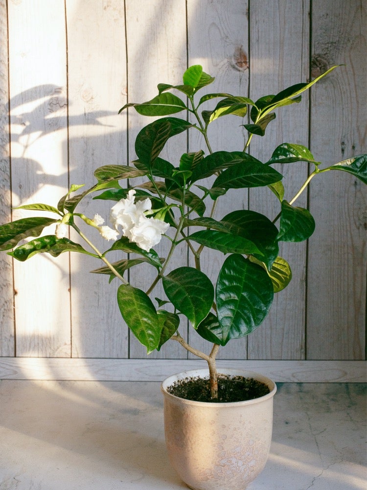 10 Plants You Can Winter Indoors