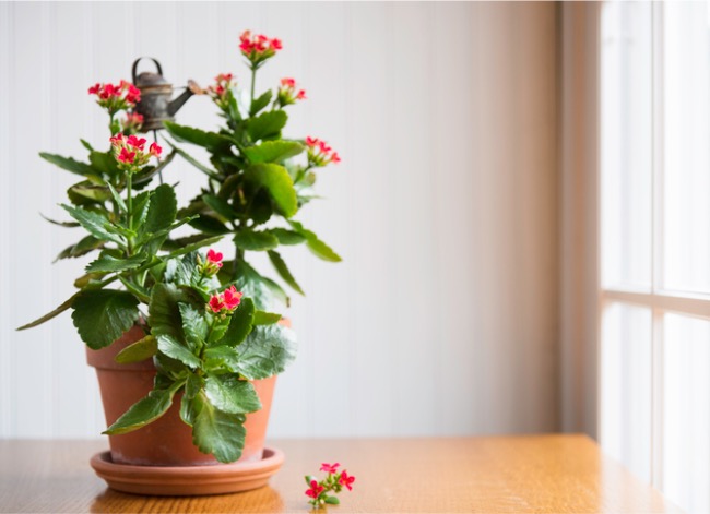 kalanchoe plant care