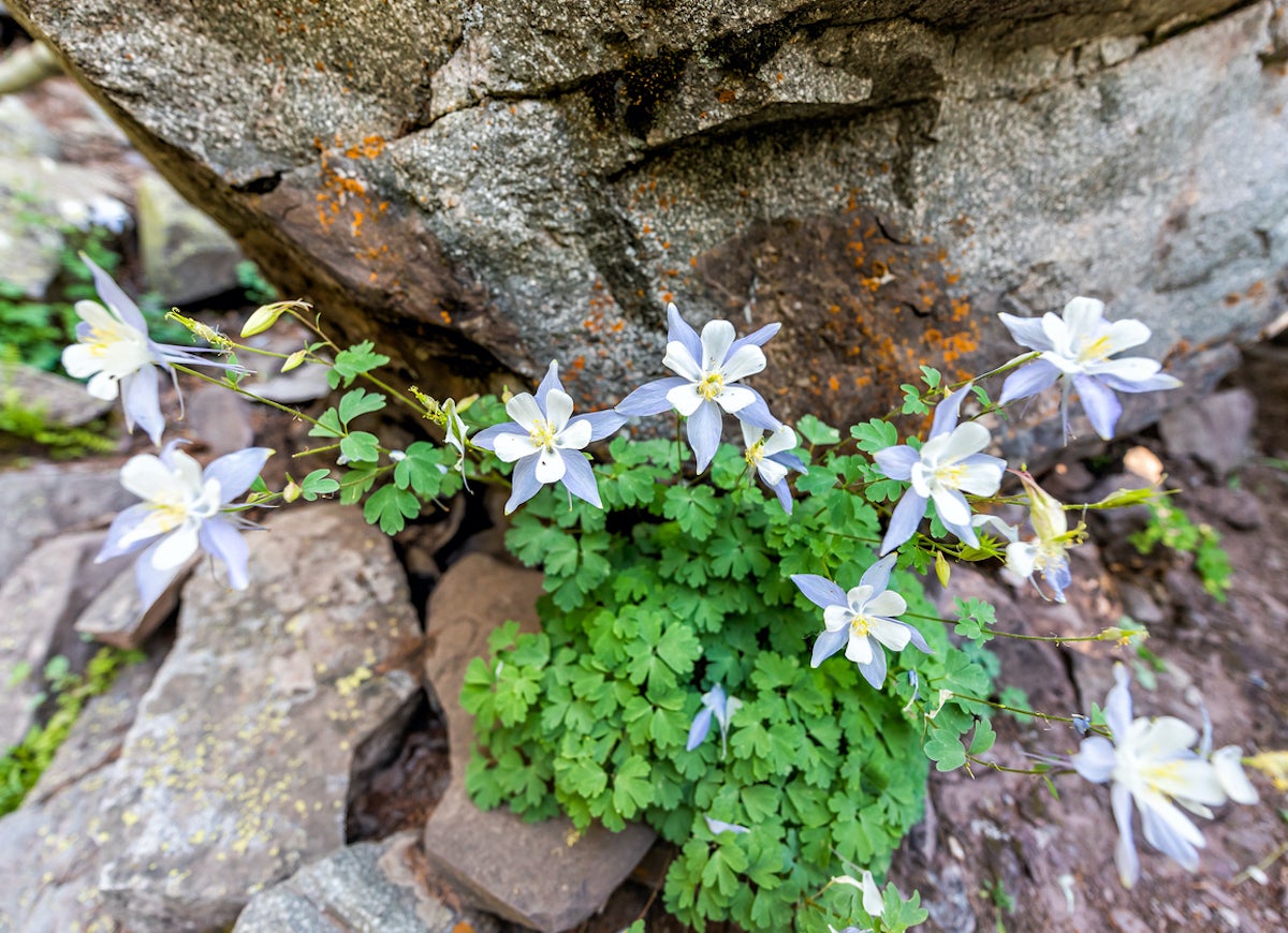 The 15 Best Plants for Rock Gardens