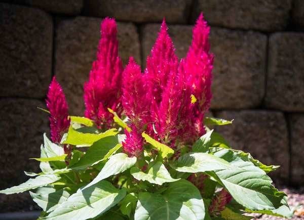 Celosia