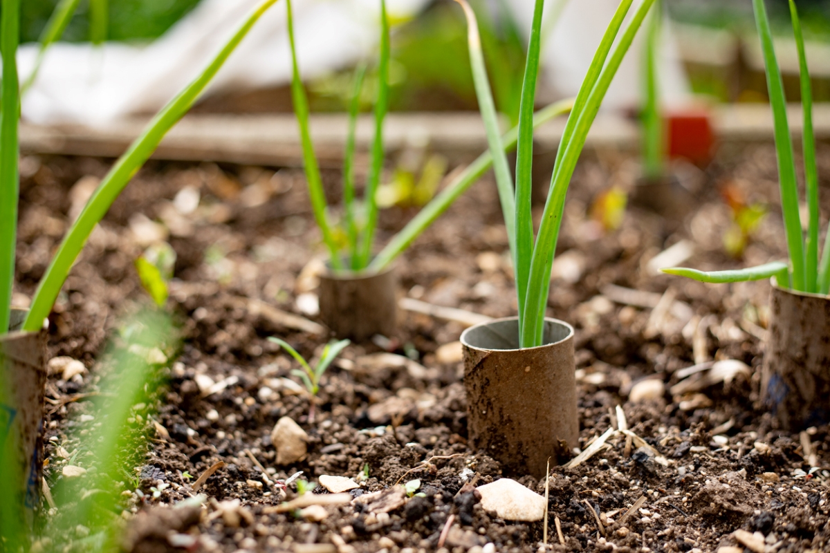 free ways to start a garden - toilet paper roll around seedling