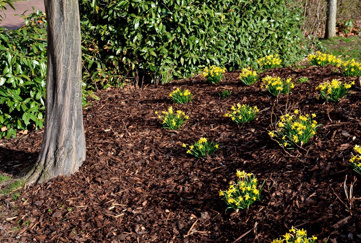 10 Easy, Budget-Friendly Backyard Makeovers