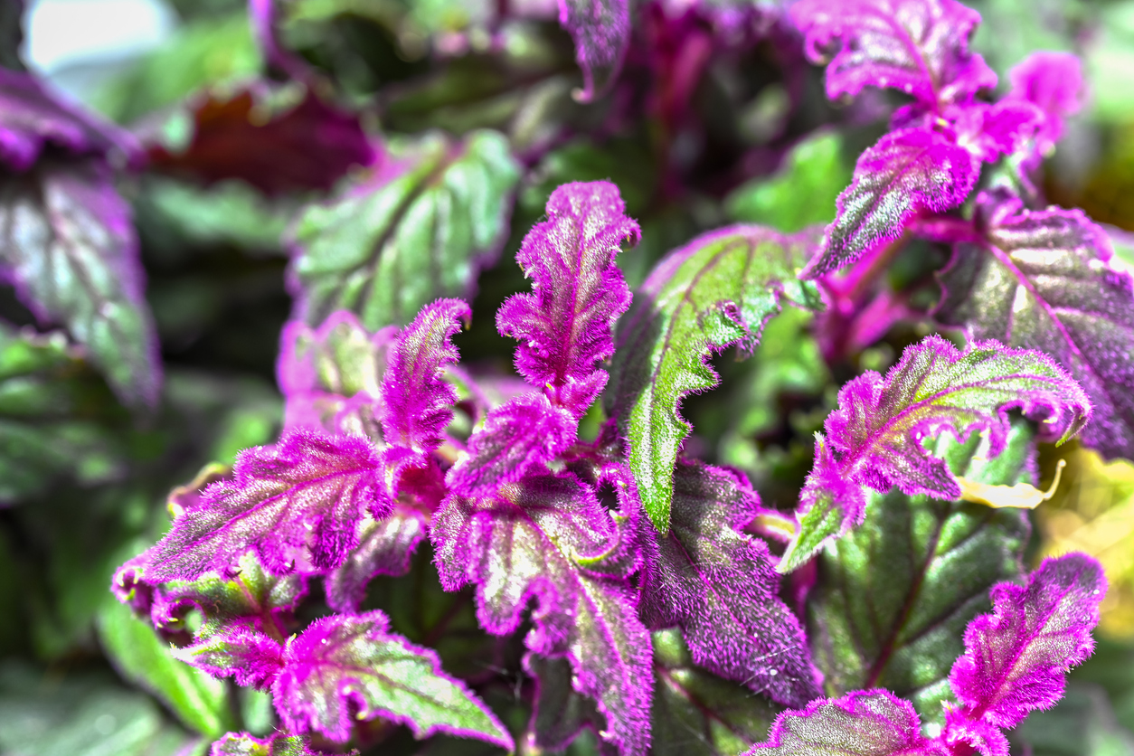 Bright purple and dark green velvet plant growing outdoors.