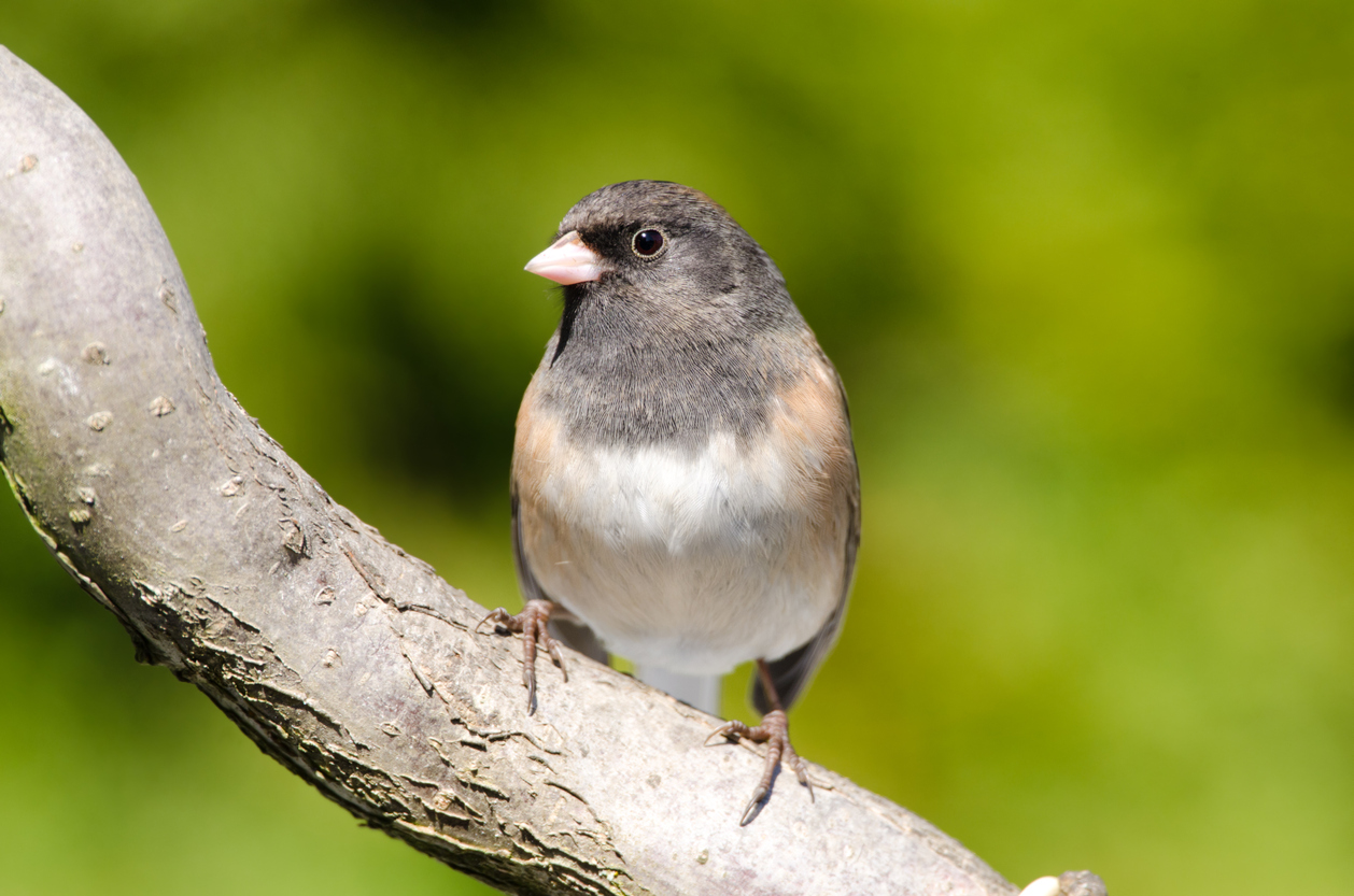 junco aux yeux sombres dans un arbre