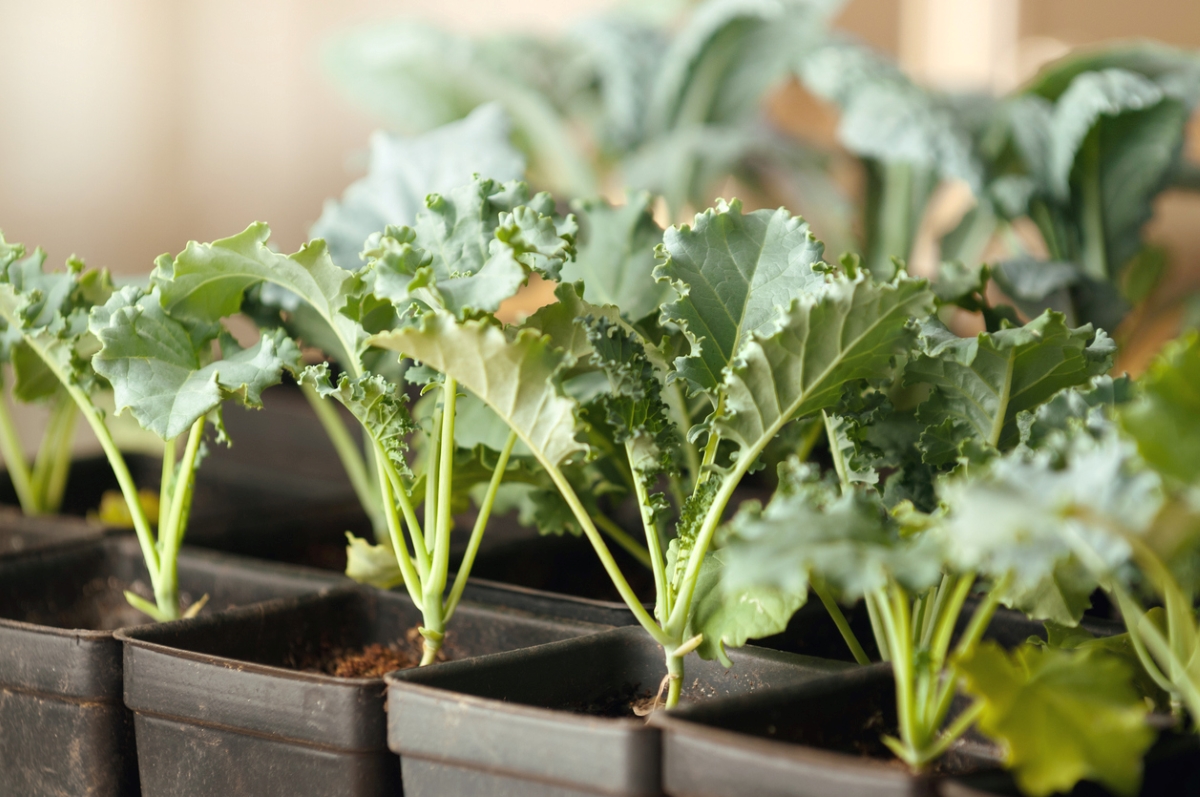 Jeunes plants de chou frisé dans des pots noirs