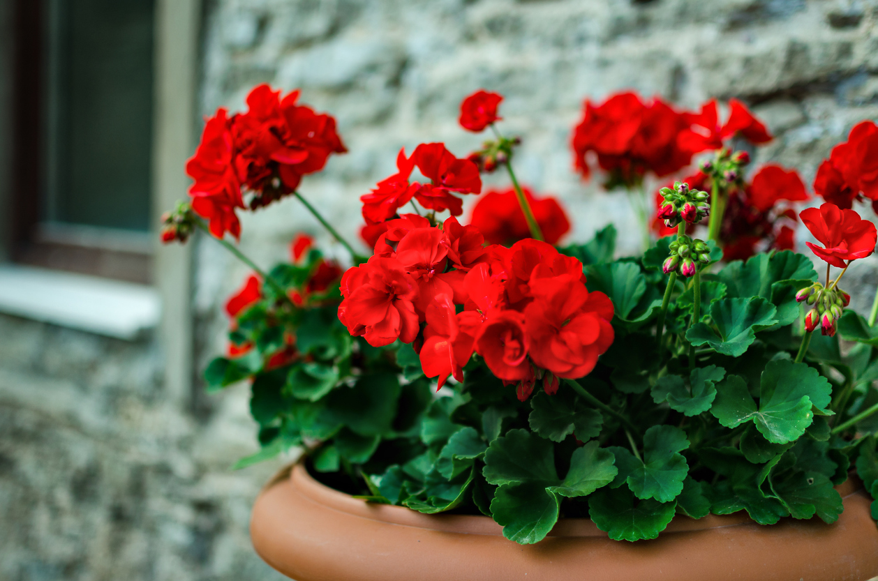 Red geraniums planted in terra cotta planter.