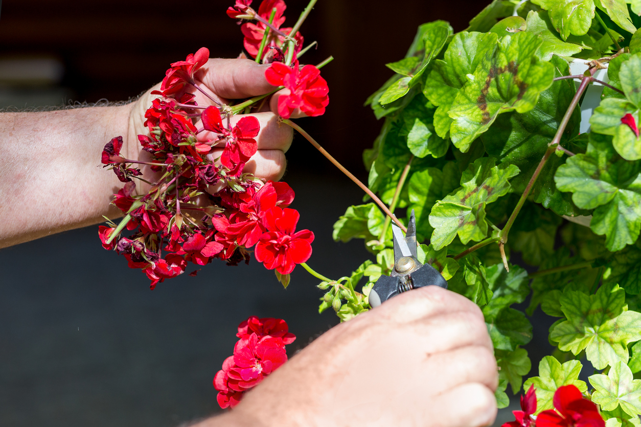 geranium care