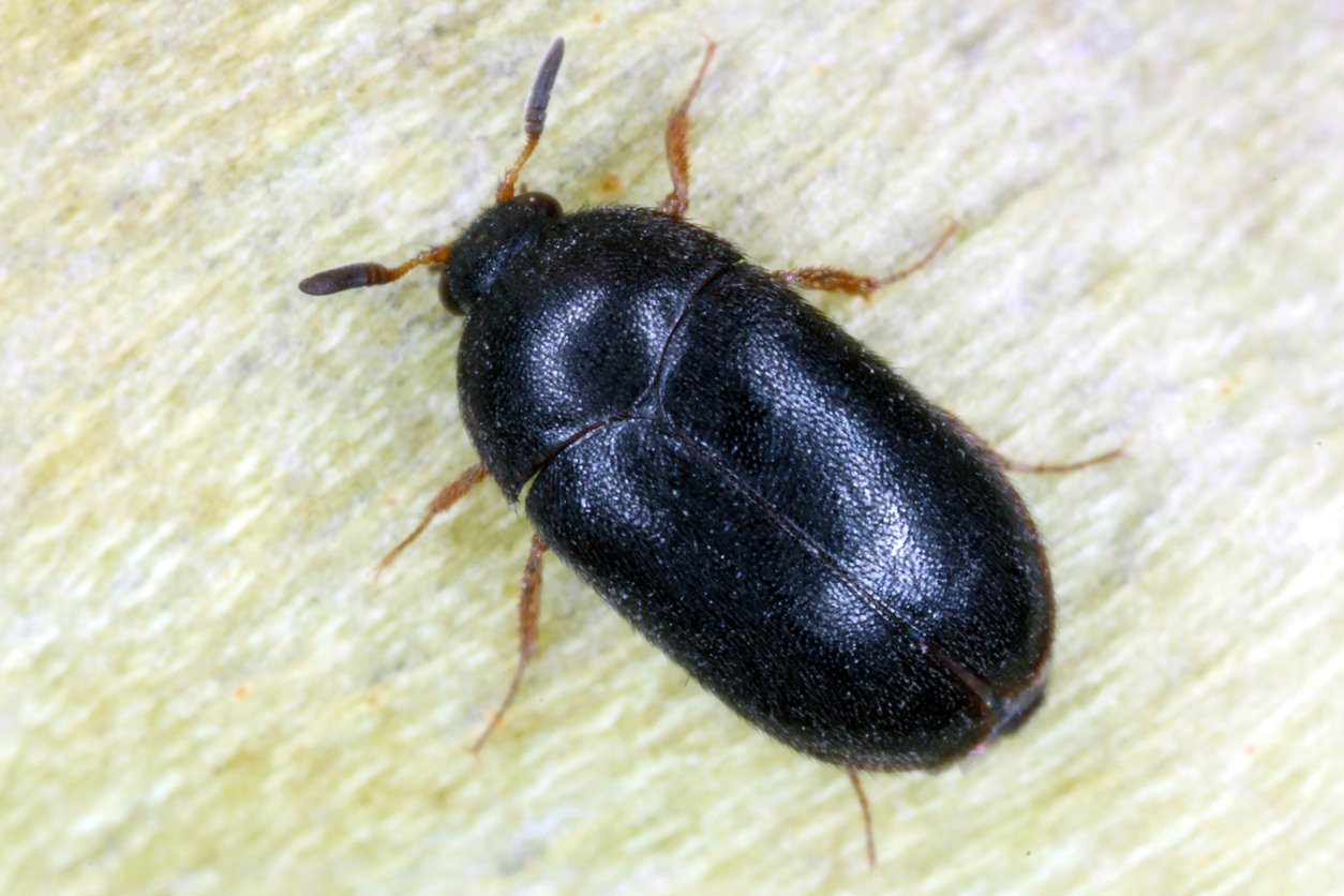 A close up of a tiny black beetle.